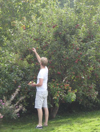 Militärpappan plockar äppel